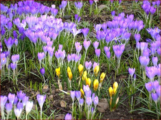 Kiedy sadzić krokusy? Sekret wczesnej wiosny w Twoim ogrodzie!