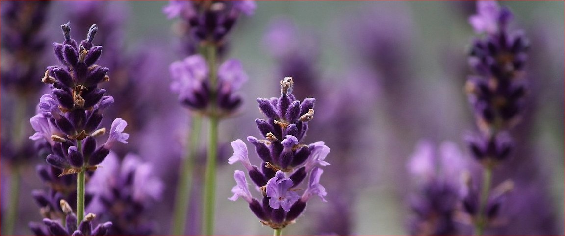 Kiedy sadzić lawendy? Odkryj idealny czas dla obfitego kwitnienia tych aromatycznych roślin!
