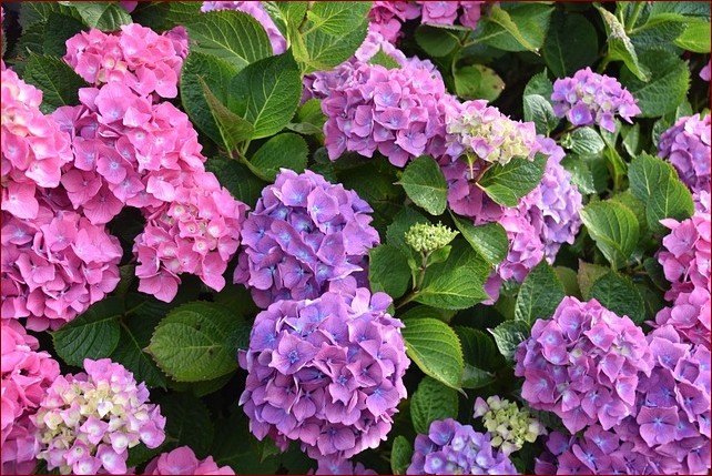 Kiedy sadzić pory do gruntu? Sprawdź idealny czas i uzyskaj obfite plony!