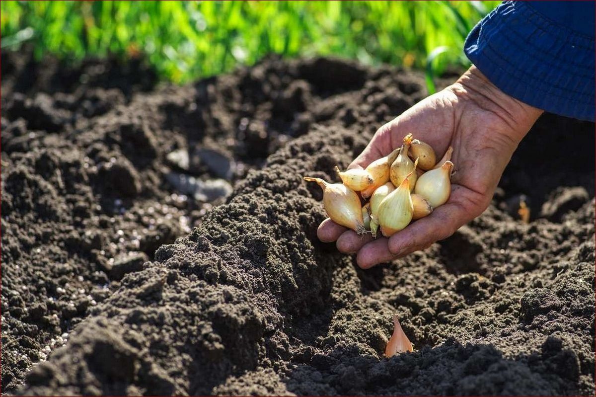 Kiedy sadzić pory do gruntu? Sprawdź idealny czas i uzyskaj obfite plony!