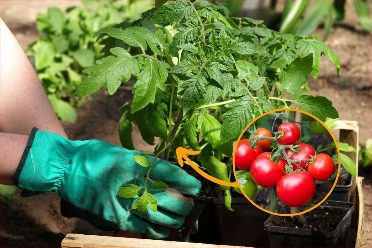 Kiedy sadzić pory do gruntu? Sprawdź idealny czas i uzyskaj obfite plony!