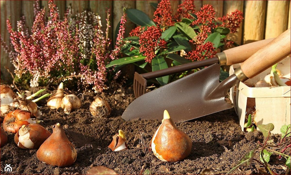 Kiedy sadzić tulipany? Poznaj sekrety perfekcyjnego terminu i osiągnij spektakularny ogród