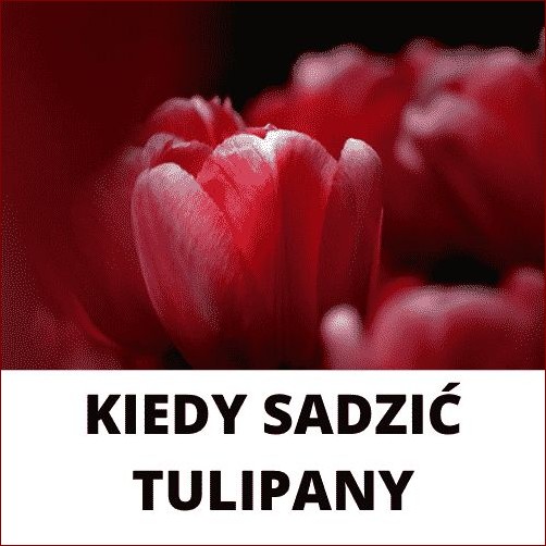 Kiedy sadzić tulipany? Poznaj sekrety perfekcyjnego terminu i osiągnij spektakularny ogród