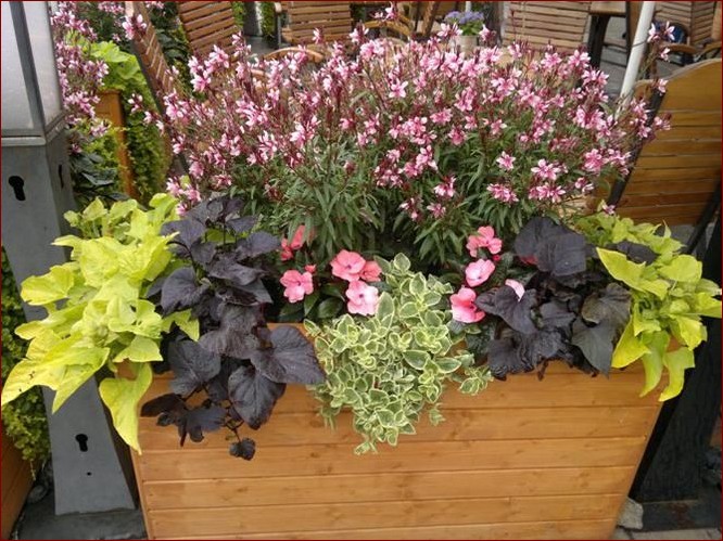 Kwiaty na taras długo kwitnące – Odkryj sekrety nieustającego kwitnienia na balkonie