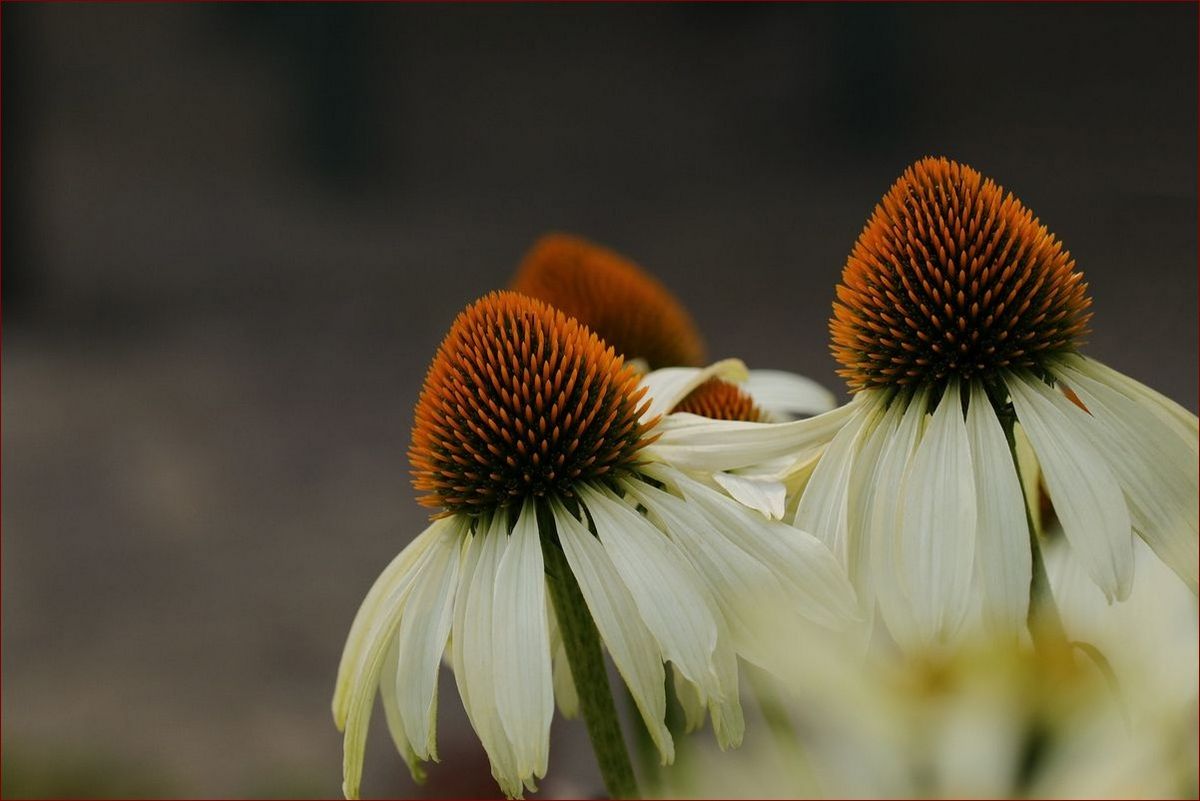 Kwiaty ogrodowe wieloletnie zimujące w gruncie - Twój ogród pełen kwiatów bez corocznej pracy
