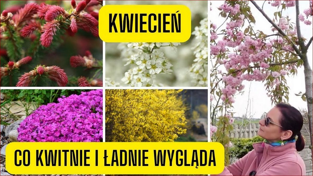 Kwiaty w kwietniu: Eksplozja kolorów i aromatów w Twoim ogrodzie