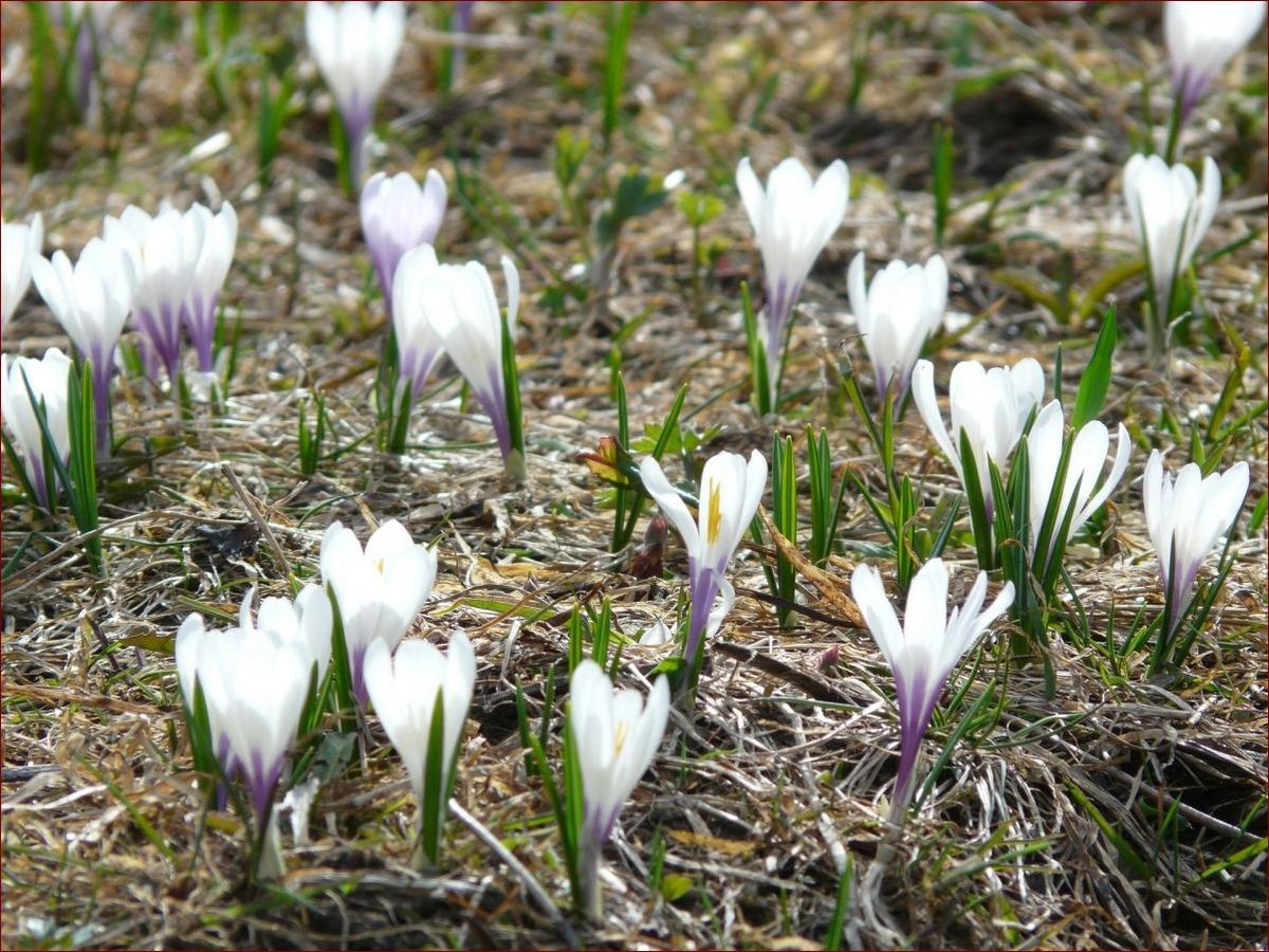 Kwiaty w kwietniu: Eksplozja kolorów i aromatów w Twoim ogrodzie