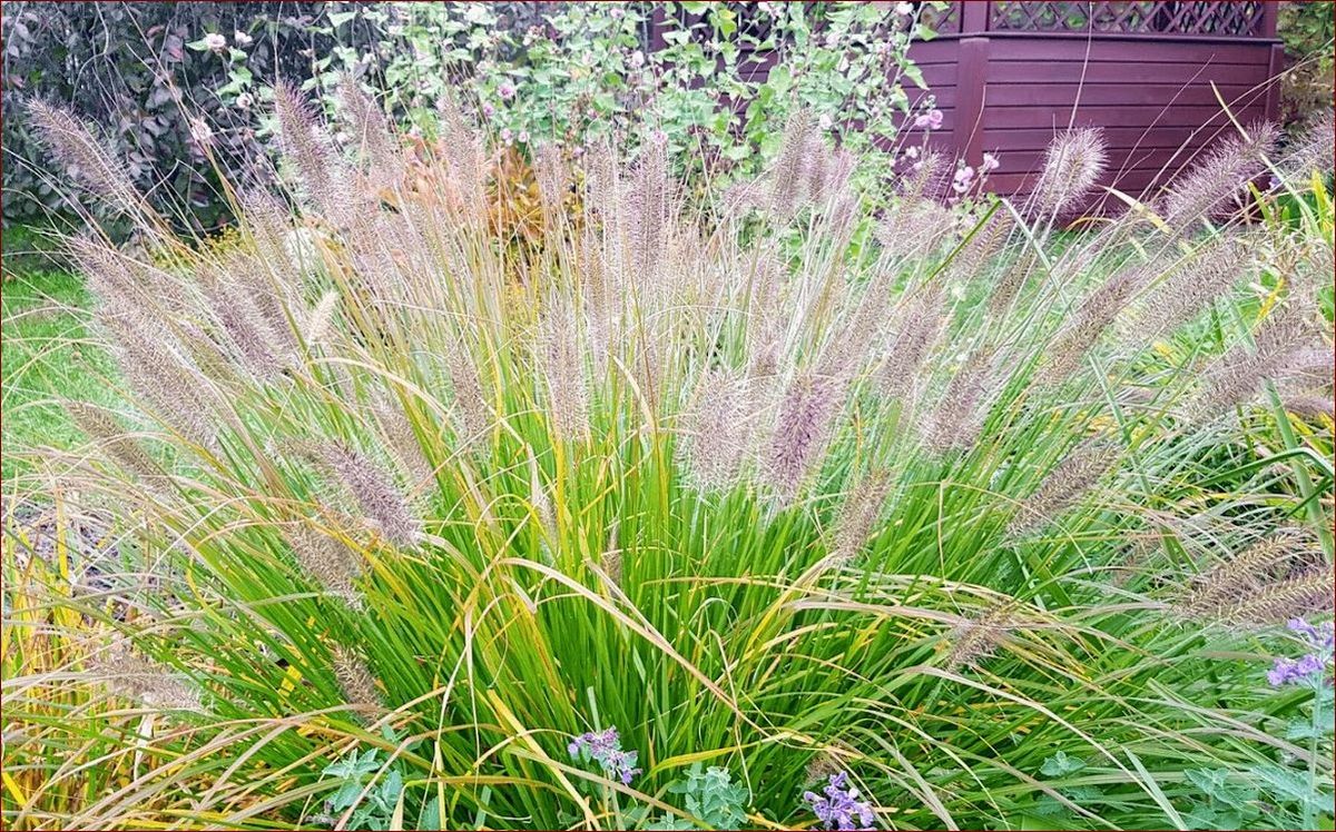 Kwiaty zwisające wieloletnie - Trwałe ozdoby, które odmienią Twój ogród