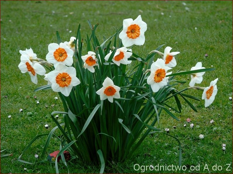 Narcyz w wazonie: Odkryj tajemnicę piękna i symboliki tych wyjątkowych kwiatów