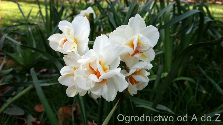 Narcyz w wazonie: Odkryj tajemnicę piękna i symboliki tych wyjątkowych kwiatów