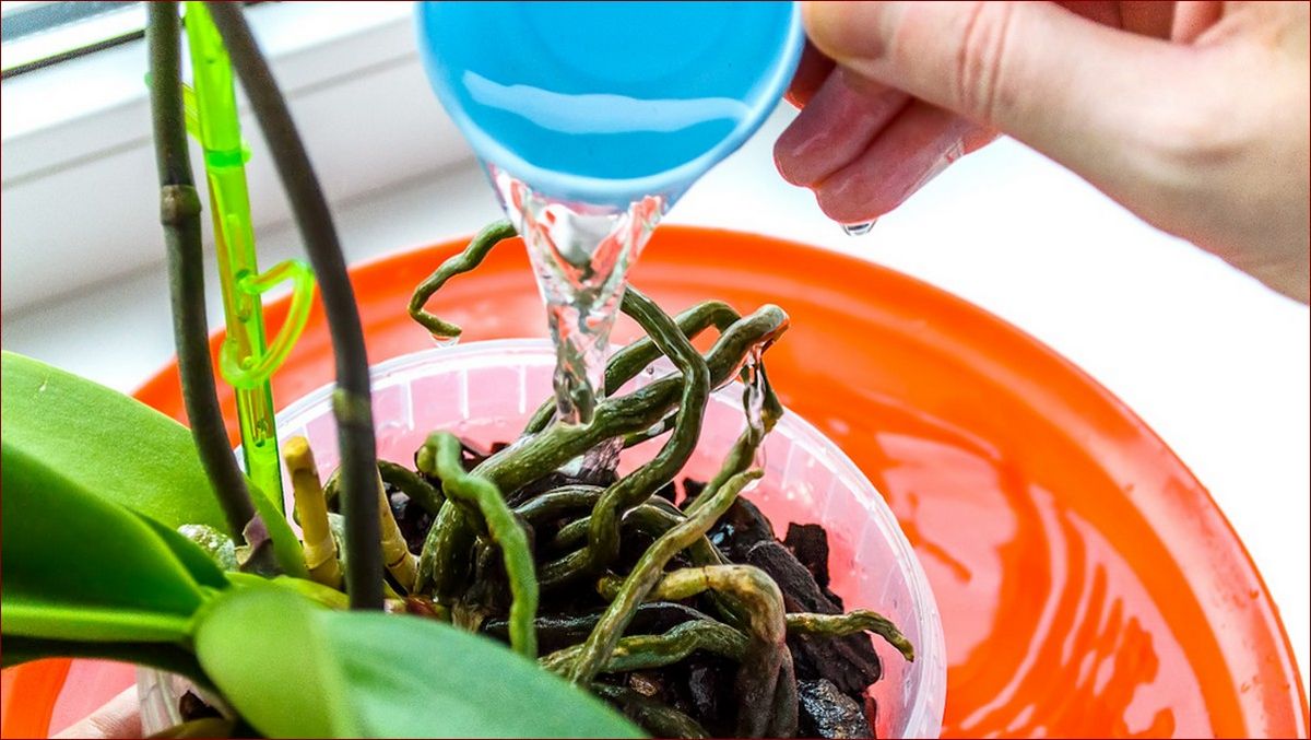 Odżywka do pelargonii: Odkryj sekret pięknych kwiatów w Twoim ogrodzie!