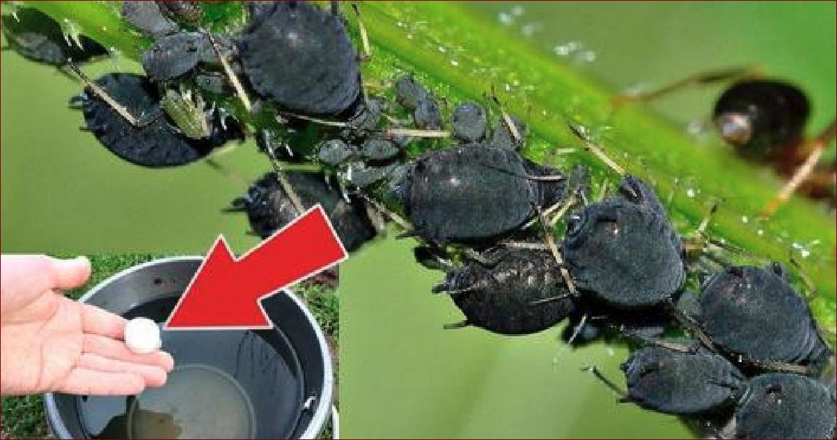 Odżywka do pelargonii: Odkryj sekret pięknych kwiatów w Twoim ogrodzie!