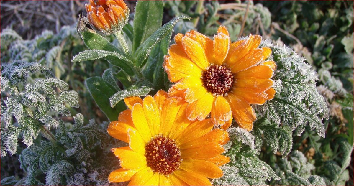 Ogrodnicy i zimna zośka - Niezbędny poradnik uprawy eleganckich kwiatów ogrodowych