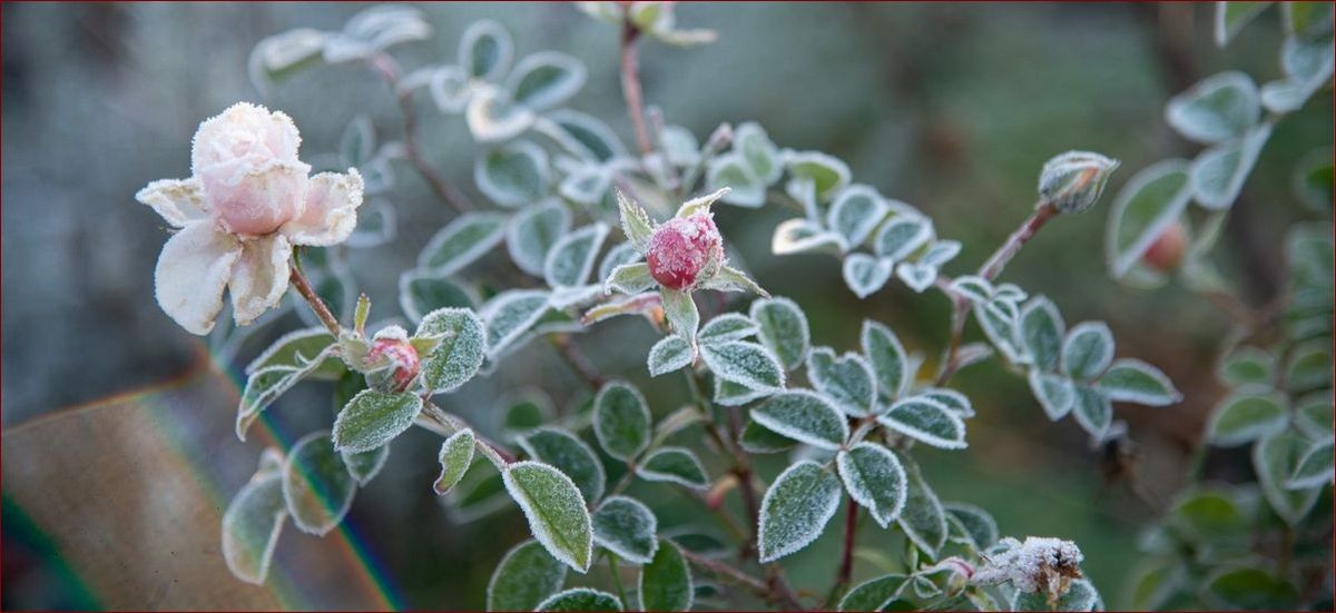 Ogrodnicy i zimna zośka - Niezbędny poradnik uprawy eleganckich kwiatów ogrodowych