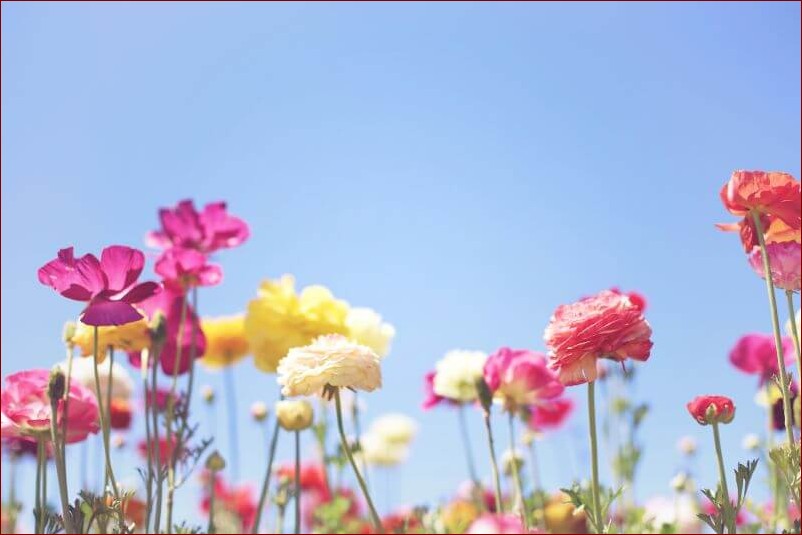 Ogrodnicy i zimna zośka - Niezbędny poradnik uprawy eleganckich kwiatów ogrodowych