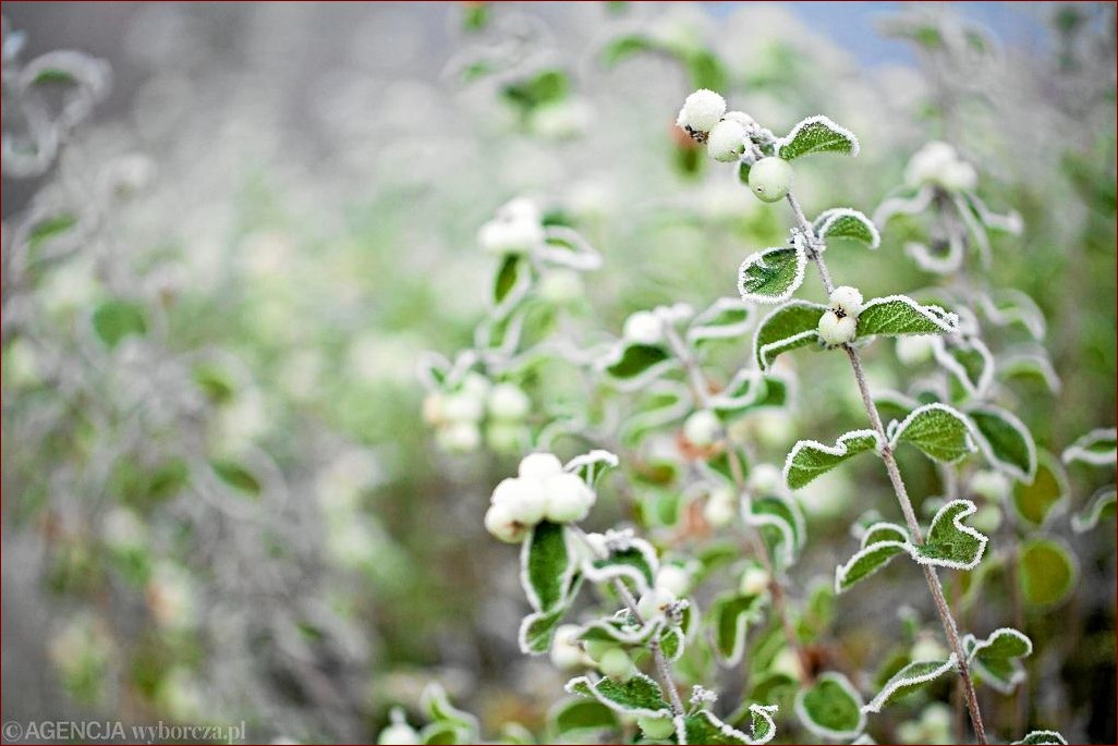 Ogrodnicy i zimna zośka - Niezbędny poradnik uprawy eleganckich kwiatów ogrodowych