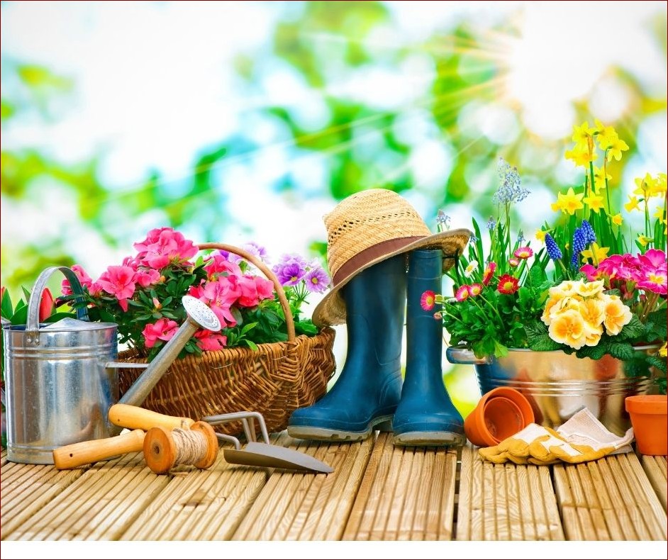 Ogrodnicy i zimna zośka - Niezbędny poradnik uprawy eleganckich kwiatów ogrodowych