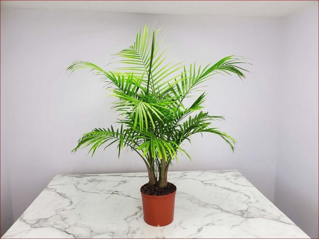 Palma doniczkowa pielęgnacja - kompletny poradnik dla pięknych roślin w domu