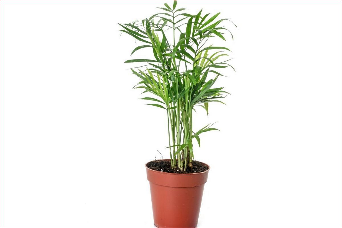 Palma doniczkowa pielęgnacja - kompletny poradnik dla pięknych roślin w domu