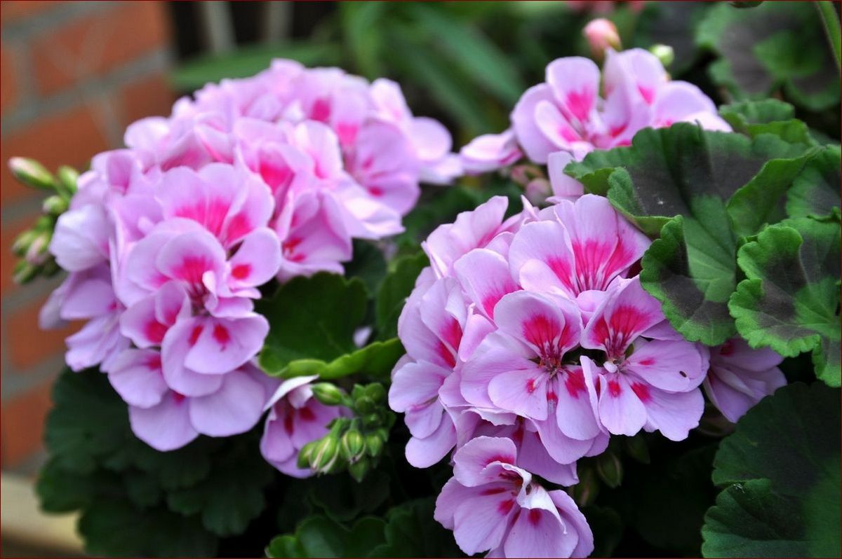 Pelargonie w gruncie: Sekrety uprawy i pielęgnacji tych wdzięcznych kwiatów