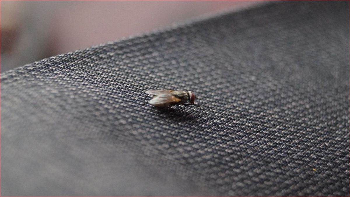 Plaga much w domu? Sprawdzone sposoby na pozbycie się natrętnych insektów raz na zawsze () Plaga much w domu? Sprawdzone sposoby na pozbycie się natrętnych insektów raz na zawsze