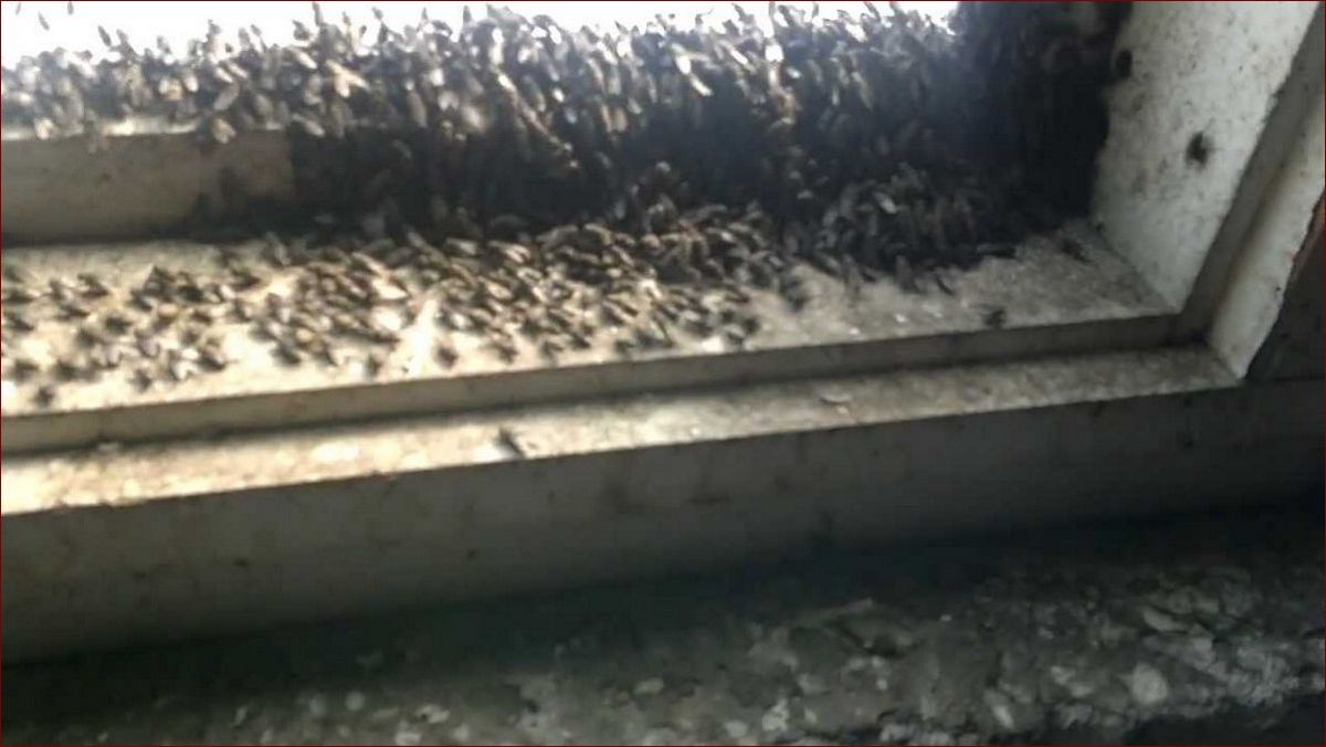 Plaga much w domu? Sprawdzone sposoby na pozbycie się natrętnych insektów raz na zawsze () Plaga much w domu? Sprawdzone sposoby na pozbycie się natrętnych insektów raz na zawsze