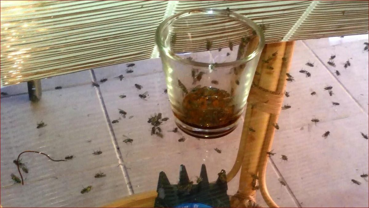 Plaga much w domu? Sprawdzone sposoby na pozbycie się natrętnych insektów raz na zawsze () Plaga much w domu? Sprawdzone sposoby na pozbycie się natrętnych insektów raz na zawsze