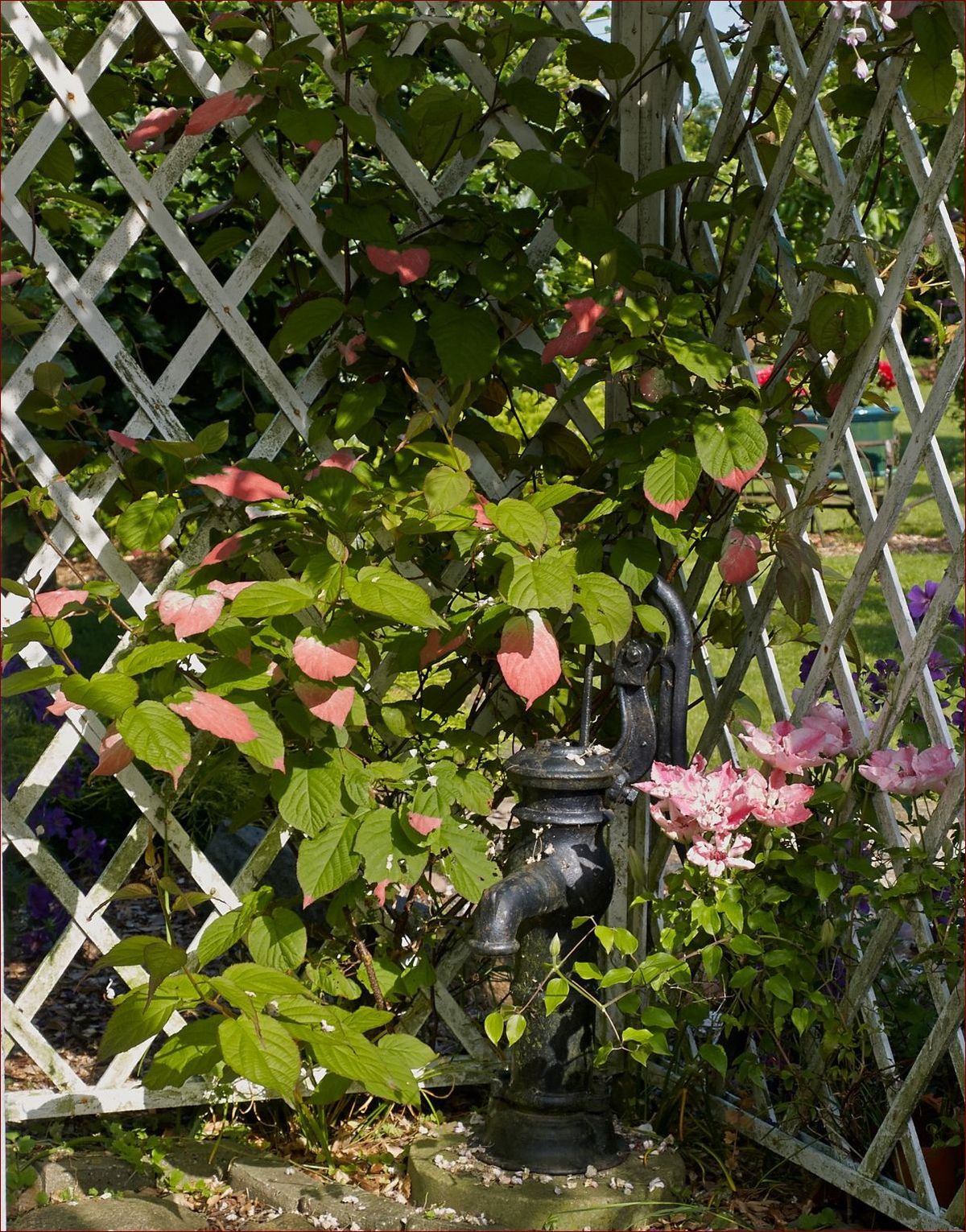 Pnącza do ogrodu – Stworzyj zielony raj wokół domu. Sekretne triki ogrodników!