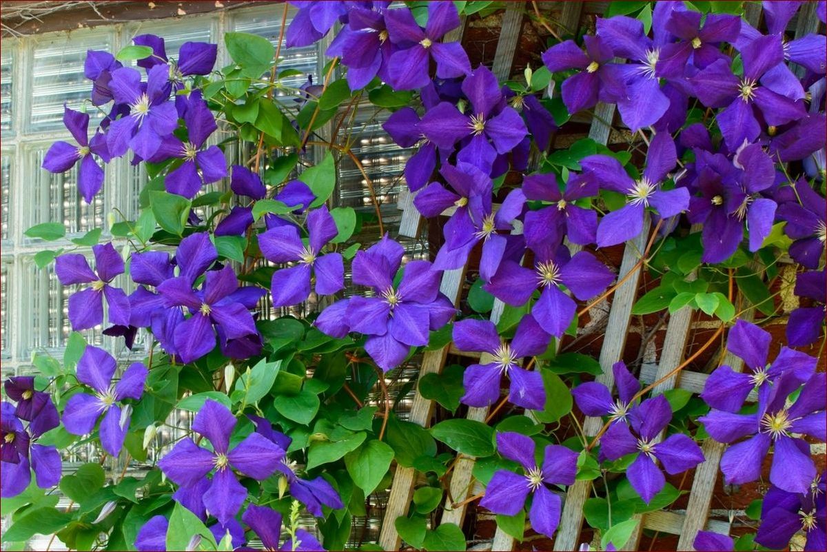 Pnącza do ogrodu – Stworzyj zielony raj wokół domu. Sekretne triki ogrodników!