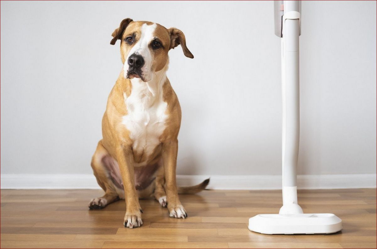 Psy nie gubiące sierści: Twój dom bez kłopotliwych włosków