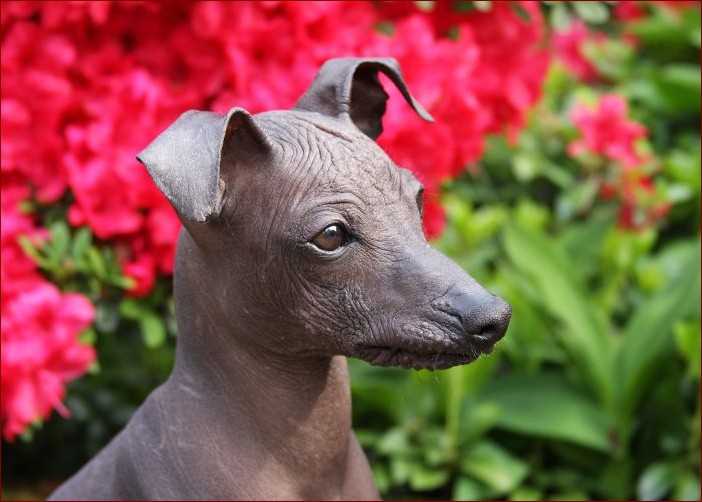 Psy nie gubiące sierści: Twój dom bez kłopotliwych włosków