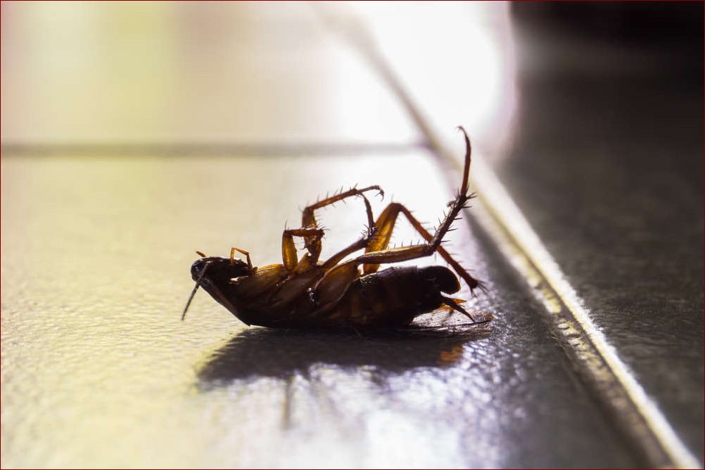 Robaki w domu - Jak skutecznie pozbyć się tych uporczywych intruzów?