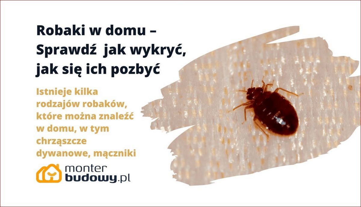 Robaki w domu zdjęcia i nazwy - poznaj inwazyjne szkodniki krok po kroku