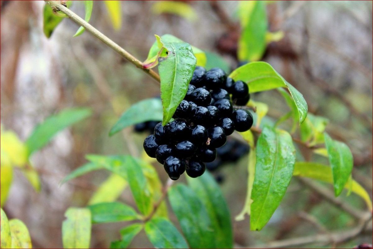 Rośliny trujące dla kota: Zielone pułapki w Twoim domu