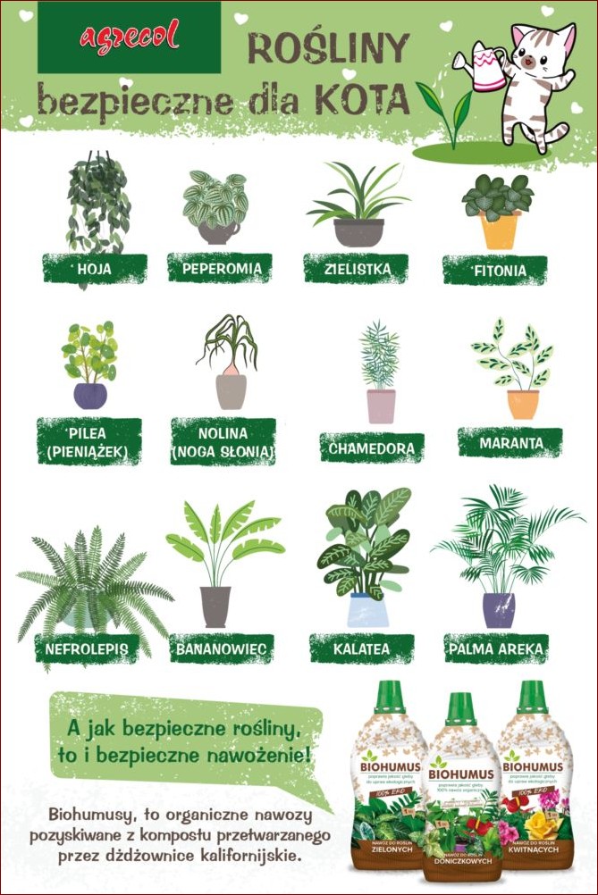 Rośliny trujące dla kota: Zielone pułapki w Twoim domu