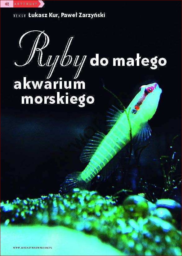 Ryby do akwarium morskiego - Niesamowite podwodne stworzenia w Twoim domu