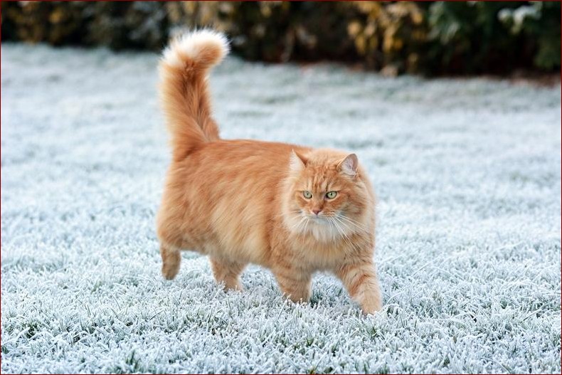 Szare koty rasa: Elegancka tajemnica w aksamitnym futrze