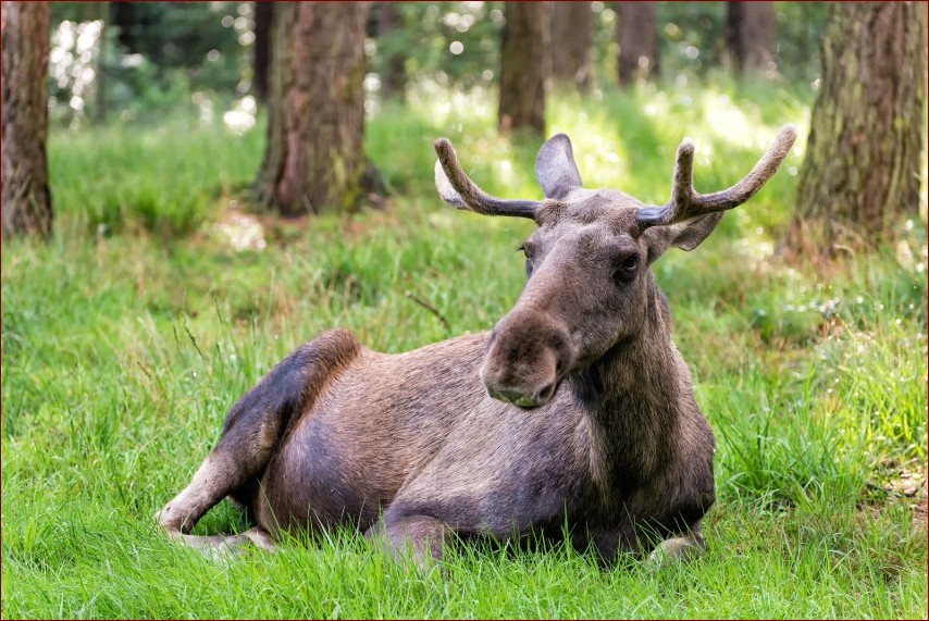 Łasica odchody kuny - Niezwykła podróż przez życie i zwyczaje tajemniczych łowców