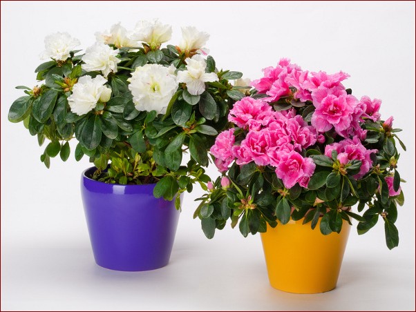 Azalia w doniczce - poradnik uprawy i pielęgnacji tych wyjątkowych kwiatów