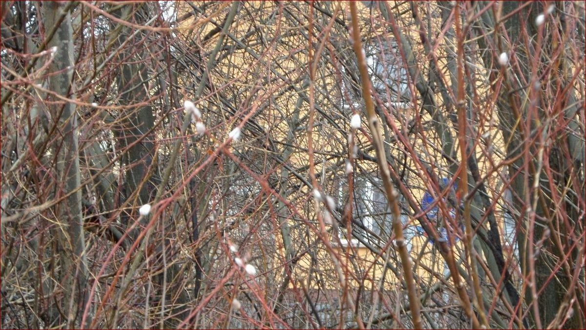 Baza kotki kiedy kwitną - Odkryj piękno tych oszałamiających kwiatów