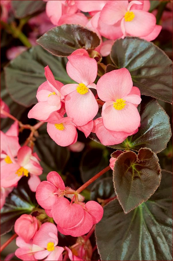 Begonia stale kwitnąca - sekret pięknych kwiatów przez cały rok!