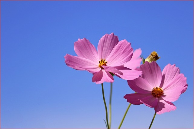 Białe drobne kwiatki - urzekające piękno natury w Twoim ogrodzie i domu