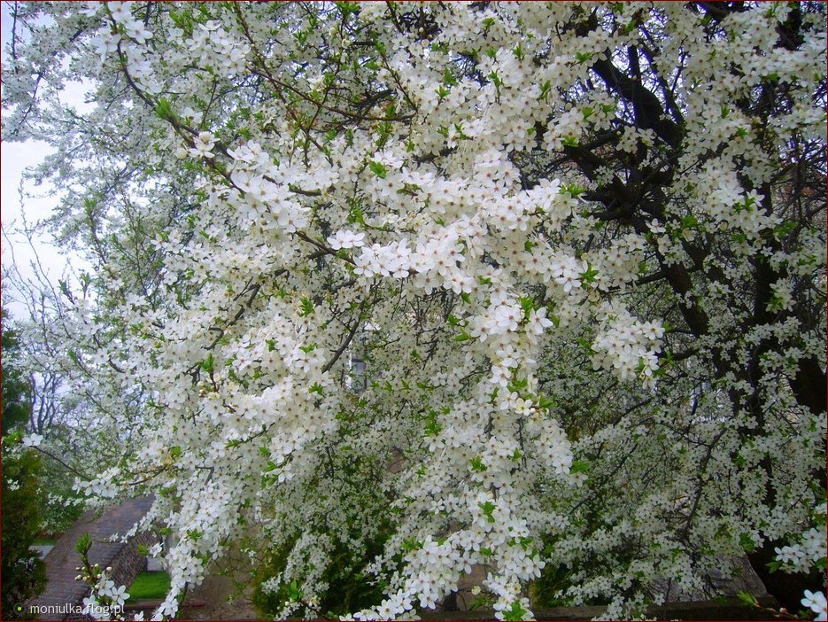 Białe kwiaty na drzewie: Wiosenna magia natury w Twoim ogrodzie