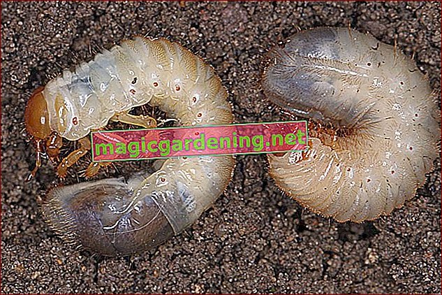 Białe larwy w domu na suficie - poznaj skuteczne metody ich usuwania!