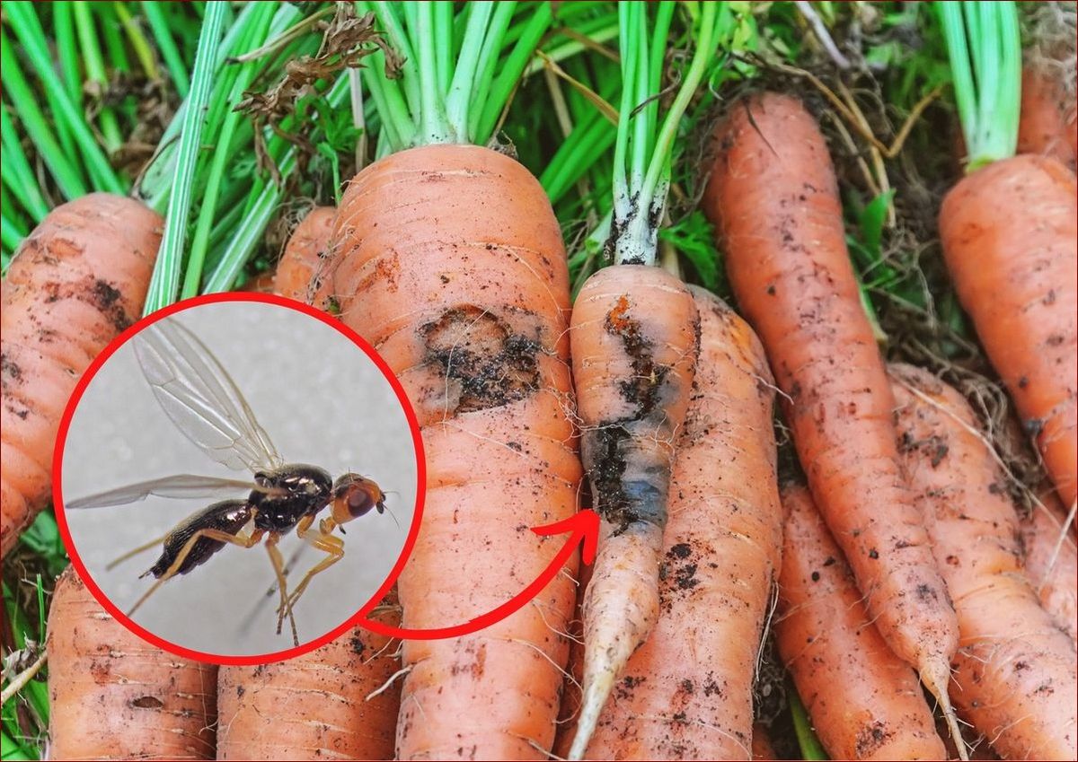 Białe larwy w ziemi - jak pozbyć się tych niszczycielskich szkodników raz na zawsze?