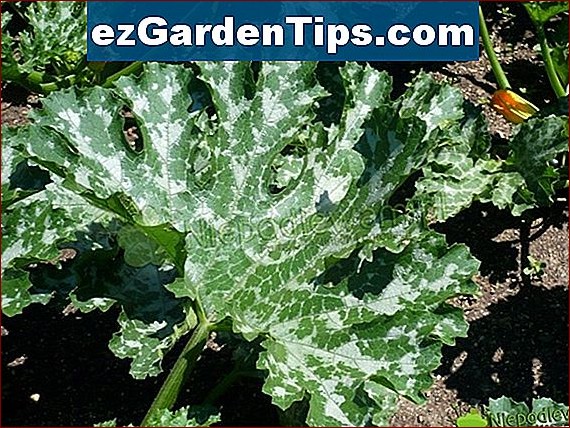 Białe plamki na liściach pomidora - jak je rozpoznać i wyeliminować?