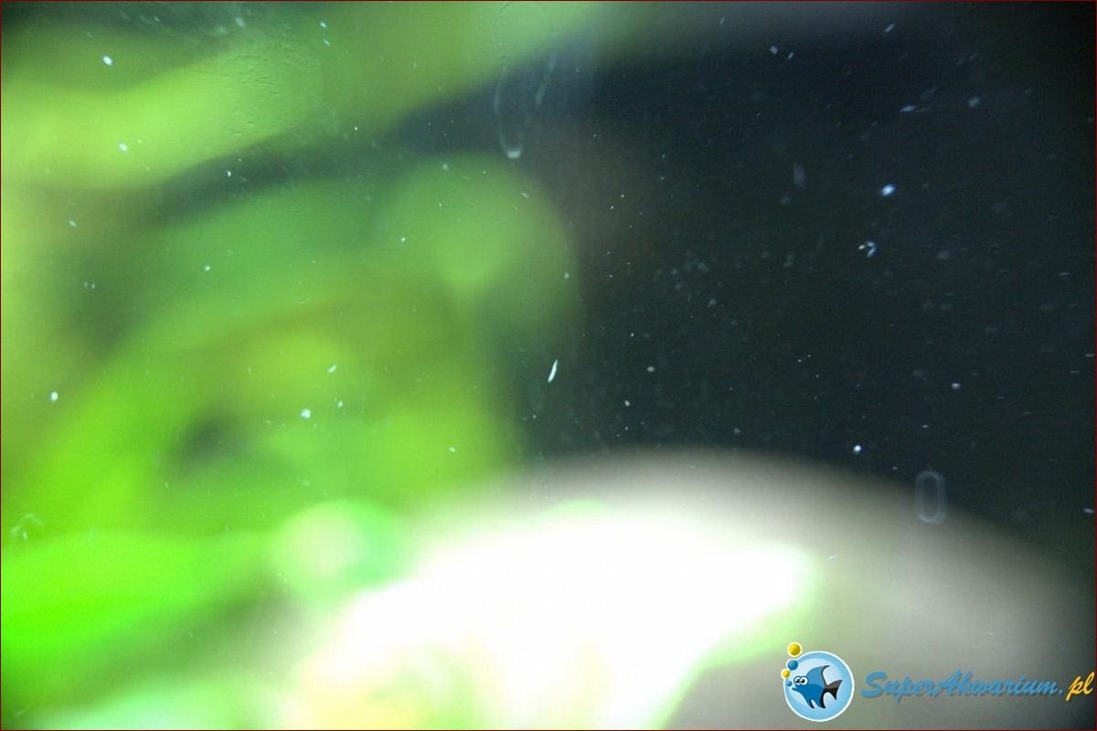 Białe robaczki na surfiniach - jak się ich skutecznie pozbyć w 7 krokach?