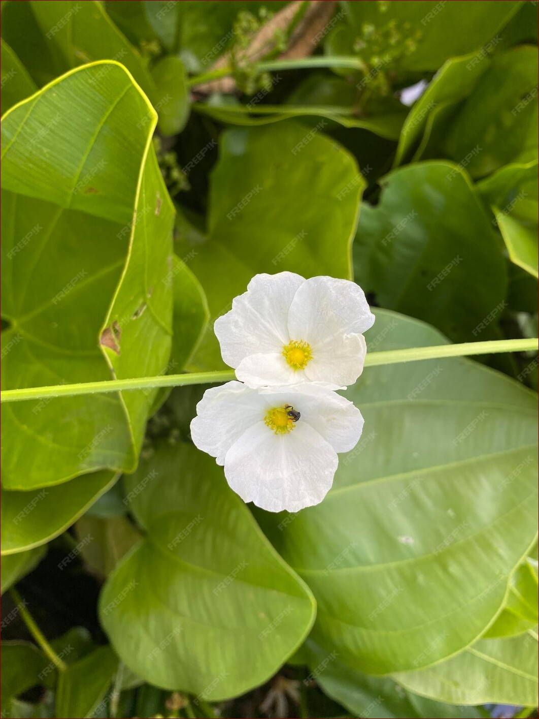 Biały kwiat z żółtym środkiem - Symbol niewinności i nowego początku