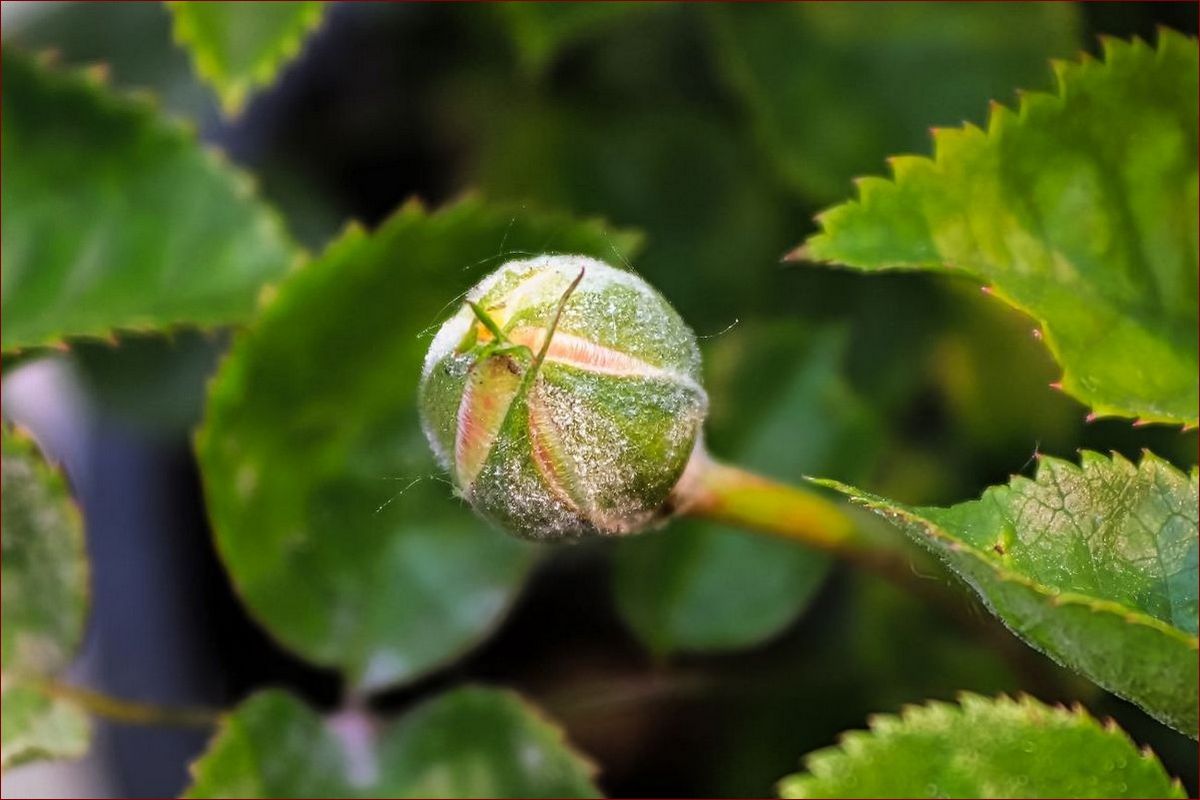 Biały nalot na kwiatach - jak skutecznie pozbyć się tej groźnej choroby?