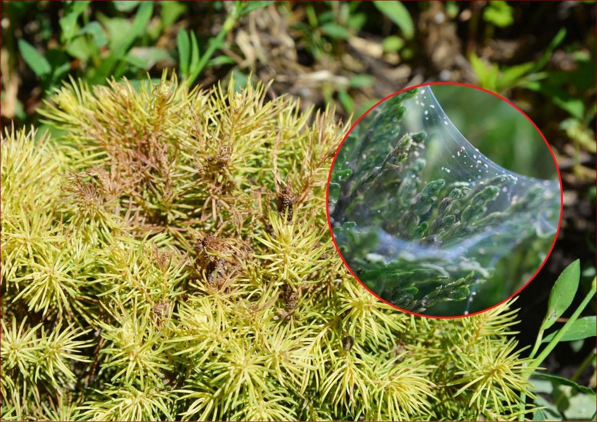 Biały nalot na roślinach - jak go zidentyfikować i skutecznie zwalczyć?